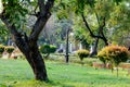 A tree on green color grass meadow. Landscape design of a public park. Spring season formal Garden topiary. Front or back yard