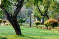 A tree on green color grass meadow. Landscape design of a public park. Spring season formal Garden topiary. Front or back yard