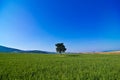 tree in the green countryside Royalty Free Stock Photo