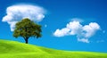 Tree on green field Royalty Free Stock Photo