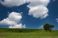 Tree on green field Royalty Free Stock Photo