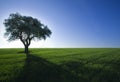Tree,green field,blue sky Royalty Free Stock Photo