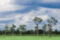 Tree,green field and blue sky background. Royalty Free Stock Photo