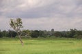 Tree,green field and blue sky background. Royalty Free Stock Photo