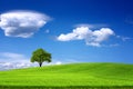 Tree on green field and blue sky Royalty Free Stock Photo