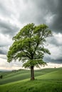 Tree on green field and cloudy sky Royalty Free Stock Photo