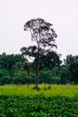 Tree in green field , Countryside background Royalty Free Stock Photo