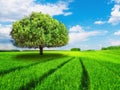 Tree green field idyllic landscape blue bright sky clouds road tire tracks Royalty Free Stock Photo