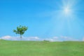 Tree in the green field Royalty Free Stock Photo