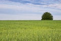 Tree and green field of oats Royalty Free Stock Photo