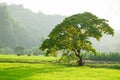 Tree in the green field of rice.