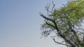 A tree with green foliage and a curved trunk against a blue sky background. Royalty Free Stock Photo