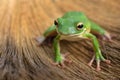 Tree green frog ready to jump on the grass Royalty Free Stock Photo