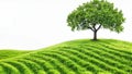 tree on green grass field isolated on white background with clipping path Royalty Free Stock Photo