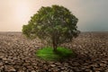 tree with green grass growing on climate change  drought land Royalty Free Stock Photo