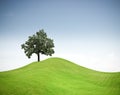 Tree on a green grass hill