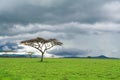 Tree, green grassland, and storm cloud in savannah Royalty Free Stock Photo