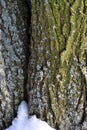 Tree with green and gray moss covered with snow, grunge background texture Royalty Free Stock Photo