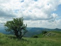 Tree and green hill Royalty Free Stock Photo