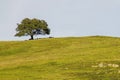 Tree on the green hill with no people Royalty Free Stock Photo