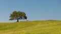 Tree on the green hill with no people Royalty Free Stock Photo