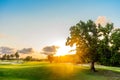 Tree on the Green Hills Sunset Background Royalty Free Stock Photo