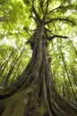 Tree in green jungle