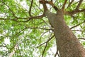 Tree green leaf and branches in forest environment concept isolated on white background. shot from below Royalty Free Stock Photo