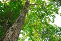 tree green leaf and branches in forest environment concept isolated on white background Royalty Free Stock Photo