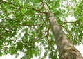 Tree green leaf and branches in forest environment Royalty Free Stock Photo