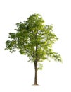 Tree green leaf isolate on white Royalty Free Stock Photo