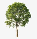 Tree green leaf isolate on white Royalty Free Stock Photo