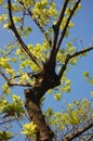 Tree with green leaves