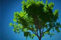 a tree with green leaves against a blue sky background with a few clouds in the distance Royalty Free Stock Photo