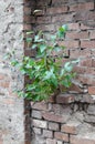 Tree with green leaves growing on old brick wall