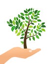 Tree with green leaves in hand isolaed on white background. Eco concept. Vector illustration