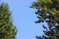 Tree green Leaves isolated on the blue sky background Royalty Free Stock Photo