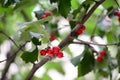 Tree with green leaves and red berries. Nature background Royalty Free Stock Photo