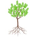 Tree with green leaves and roots on a white background. Royalty Free Stock Photo