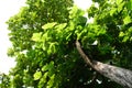 A tree with green leaves in sunny days