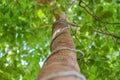 The tree with the green leaves and vines