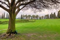 Tree on green meadow. Sigurta Park, Italy.