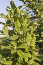 Tree with green medlars Royalty Free Stock Photo