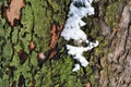 Tree with green moss covered with snow, grunge background texture macro Royalty Free Stock Photo