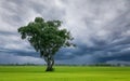 Tree in green rice field with overcast sky. Agricultural field in rainy season with stormy sky. Beauty in nature. Carbon credit Royalty Free Stock Photo