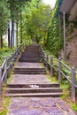 Tree Green Stair Path Background