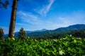 Tree with green tea plantations with blue sky and blue mountain as background in puncak bogor Royalty Free Stock Photo