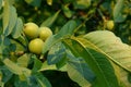 Tree green walnuts on walnut tree branch Royalty Free Stock Photo