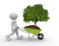 Tree green in wheelbarrow