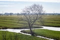 Lone tree in a typical Dutch landscape Royalty Free Stock Photo